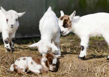 Oğlakların Ölmesini Engelleyin