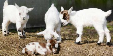 Oğlakların Ölmesini Engelleyin