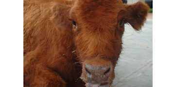 Sığırlarda Pasteurella (Shipping Fever)