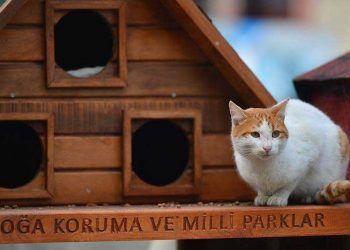 Sahipsiz hayvanlar için geçen yıl bin kulübe dağıtıldı