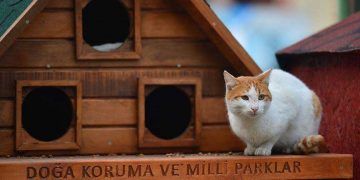 Sahipsiz hayvanlar için geçen yıl bin kulübe dağıtıldı