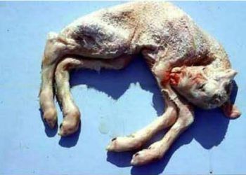 Schmallenberg Virus (SBV)