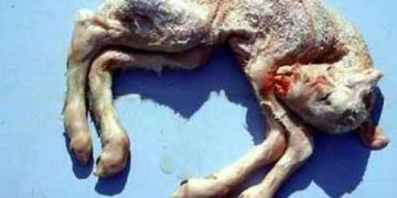 Schmallenberg Virus (SBV)