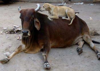 Süt İneklerinde Neosporosis