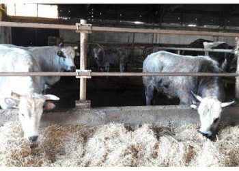 Türkiye'nin İlk Klon Sığırları Tekirdağ'a Getirildi