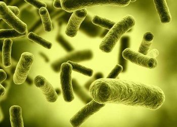 Gıda Bakterileri E.coli ve VTEC