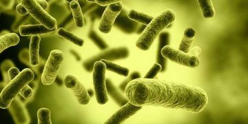 Gıda Bakterileri E.coli ve VTEC