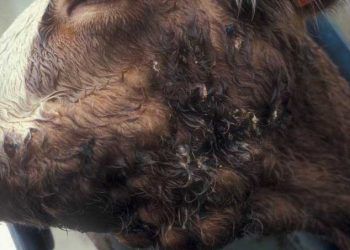 Sığırlarda Aktinobasillosis