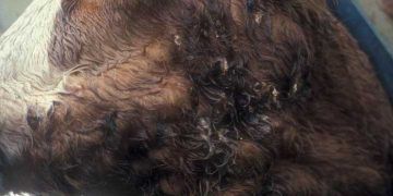 Sığırlarda Aktinobasillosis