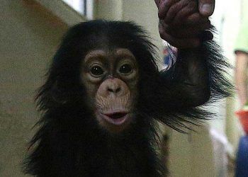 Çinli bilim adamları maymun klonladı