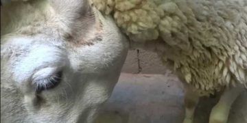 Koyunlarda Aktinobasillosis