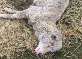 Koyunlarda Basiller İkterohemoglobinüri