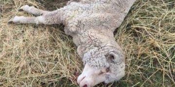 Koyunlarda Basiller İkterohemoglobinüri