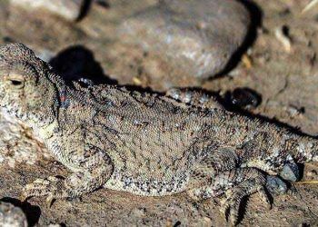 Nesli tükenmekte olan 'topbaş keleri' görüntülendi