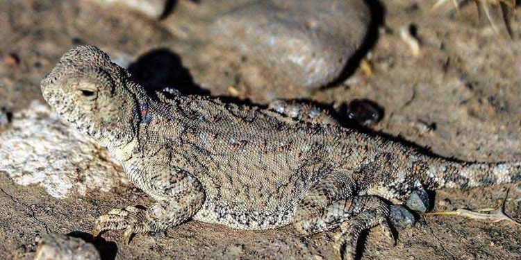 Nesli tükenmekte olan 'topbaş keleri' görüntülendi