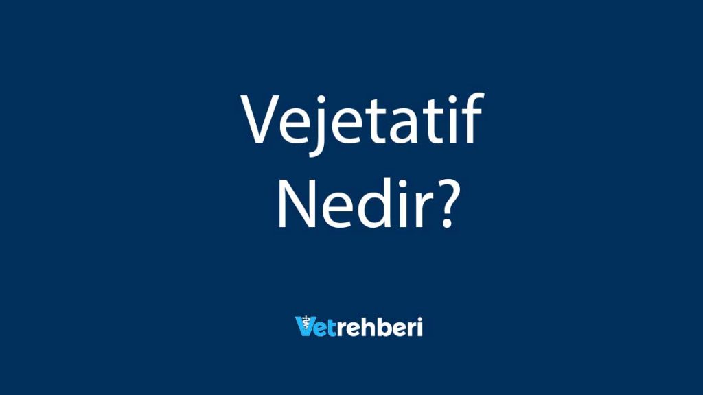 Vejetatif Nedir?