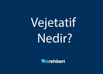 Vejetatif Nedir?