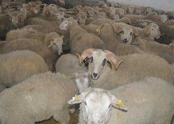 Yerli ırk koyunlarda et verimi artırıldı