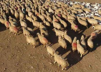 300 koyun projesinde başvurular başladı