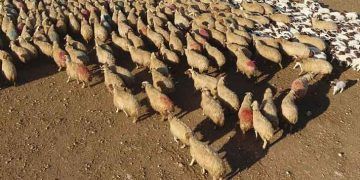 300 koyun projesinde başvurular başladı