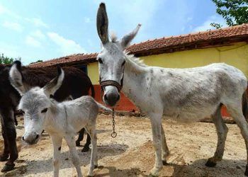 At ve Eşeklere kimlik geliyor
