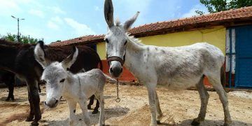 At ve Eşeklere kimlik geliyor