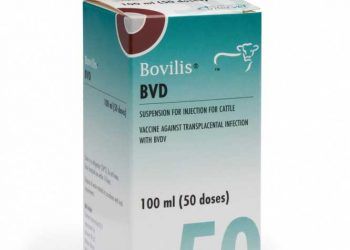 Bovilis BVD