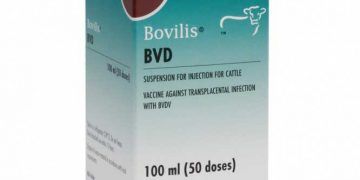 Bovilis BVD
