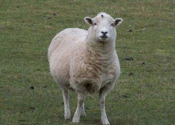 Koyunlarda Lyme Hastalığı