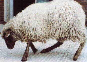 Louping-ill (Ovine Encephalomyelitis)