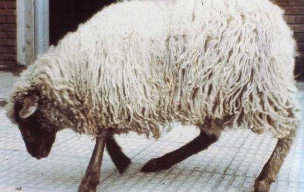 Louping-ill (Ovine Encephalomyelitis)