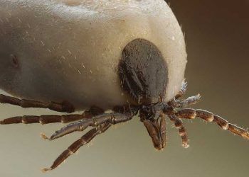 Sığırlarda Lyme Hastalığı