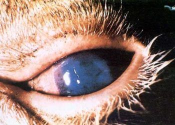 Sığırların Gangrenli Nezlesi