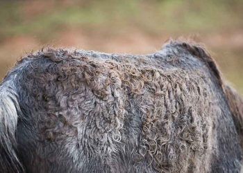 Atlarda Dermatophilosis