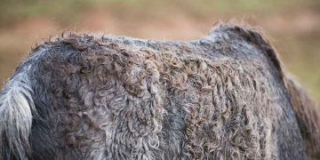 Atlarda Dermatophilosis