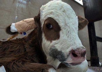 Hasta buzağılara HASTANE hizmeti