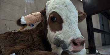 Hasta buzağılara HASTANE hizmeti