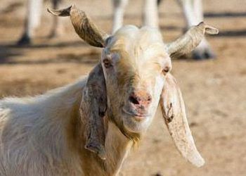 Keçilerde Anaplasmosis