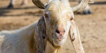 Keçilerde Anaplasmosis