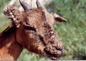 Keçilerde Dermatophilosis