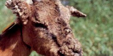 Keçilerde Dermatophilosis