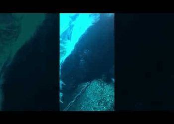 Coryza Gangrenosa Bovum-CGB