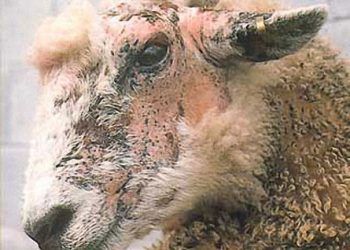 Koyunlarda Anaplasmosis