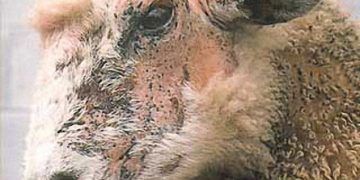 Koyunlarda Anaplasmosis