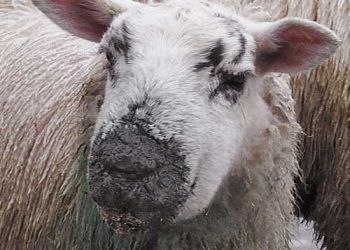 Koyunlarda Dermatophilosis