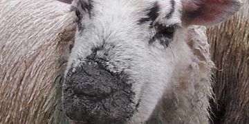 Koyunlarda Dermatophilosis
