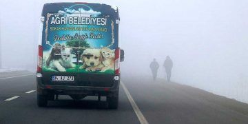 'Kara kış'ta sokak hayvanlarını unutmadılar