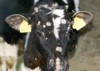 Sığırlarda Trichophytie (Kellik)