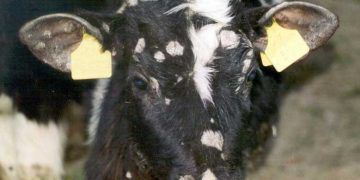 Sığırlarda Trichophytie (Kellik)