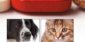 BSAVA Küçük Hayvan Formülü, Bölüm A: Köpek ve Kedi